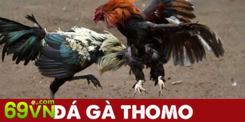 đá gà thomo trực tuyến